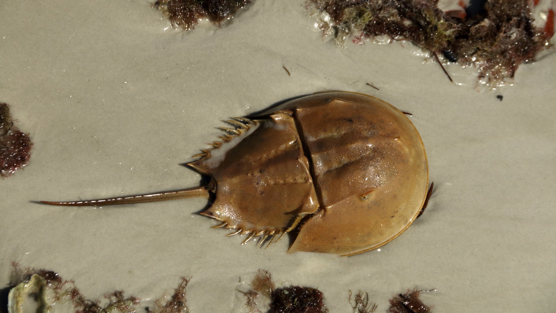 Adopt a Horseshoe Crab