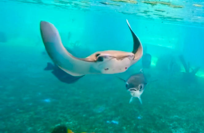 Adopt a Cownose Stingray Sunny